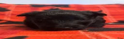 Scottish Terrier dogs for sale: Stunning Pedigree Scottish Terrier Puppies  - Advert 22