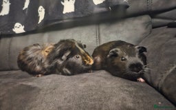 Guinea Pig rodents for sale: Guinea Pigs +Cage & bits – Ready for a Loving Home - Image 1