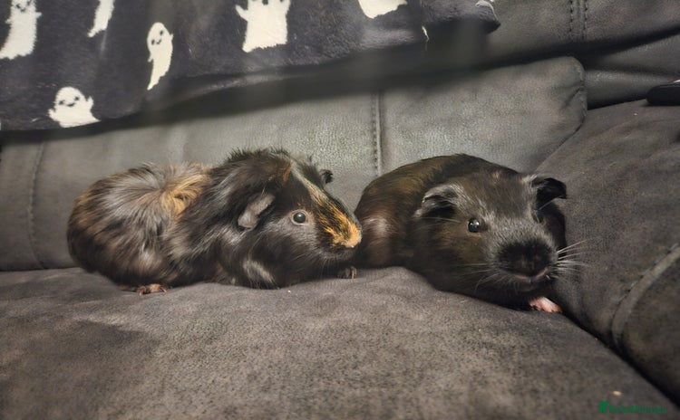 Guinea Pig rodents - Advert 5