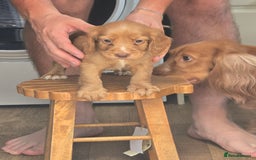 Cocker Spaniel dogs for sale: Cocker spaniel puppies  - Image 12