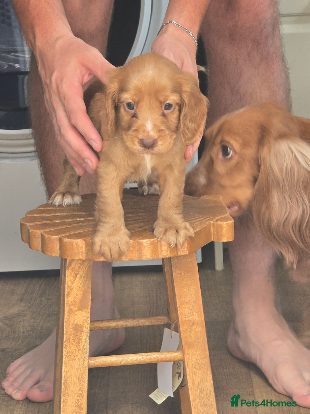 Cocker Spaniel dogs for sale: Cocker spaniel puppies  - Image 12