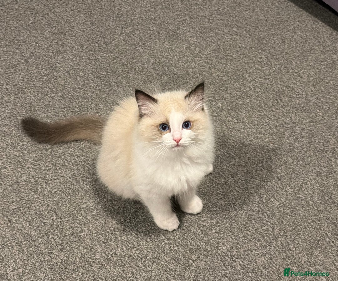 Ragdoll cats for sale: Handsome GCCF Registered Ragdoll Boys 😻 - Advert 8