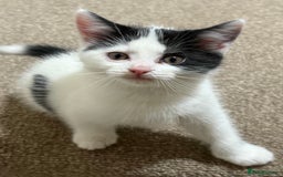 Mixed Breed cats for sale: White and black kittens - Image 14