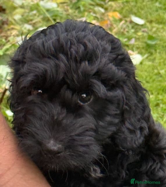 Sproodle dogs STUNNING SPROODLE BOY - Advert 1