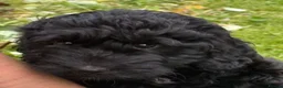 Sproodle dogs for sale: STUNNING SPROODLE BOY - Advert 1