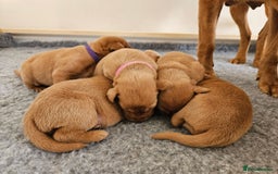 Labrador Retriever dogs for sale: Fox Red Labrador Retriever KC Registered puppies in Wetherby - Image 6