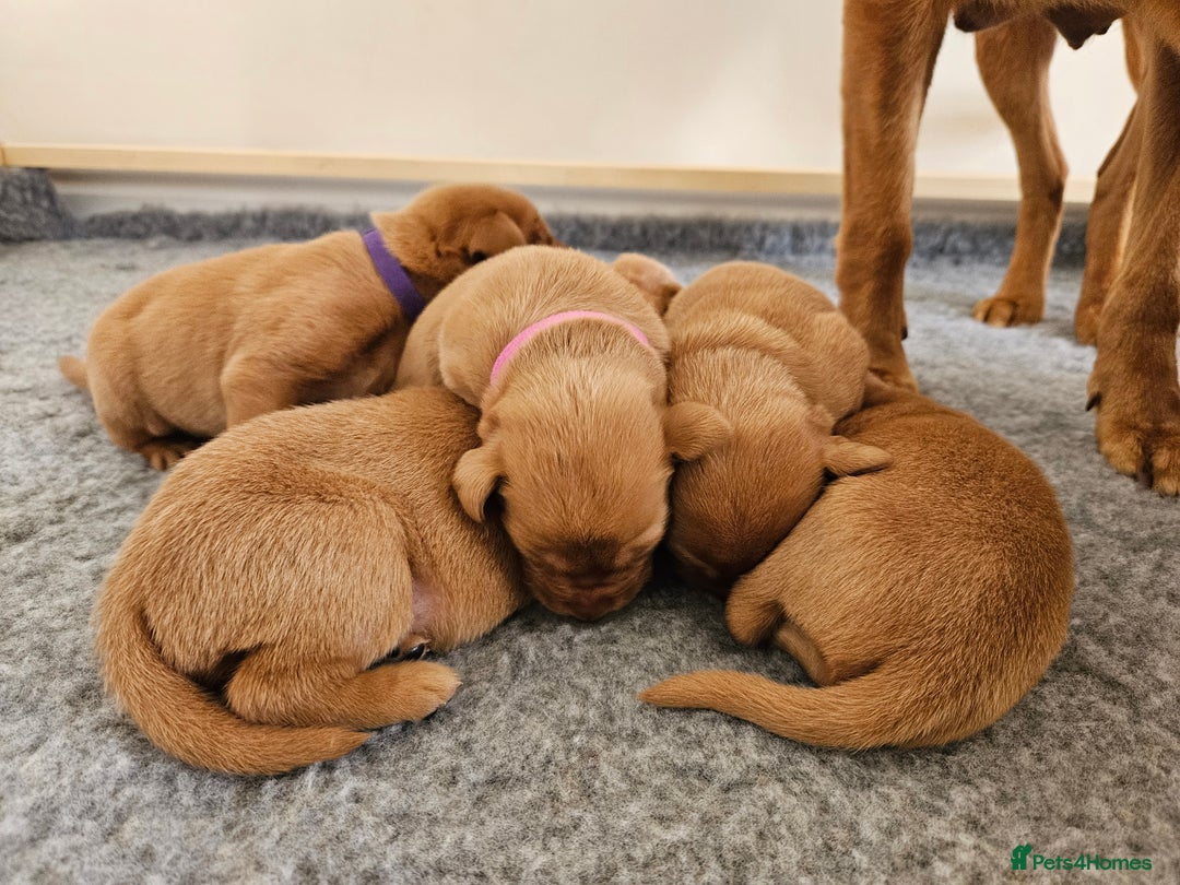 Labrador Retriever dogs for sale: Fox Red Labrador Retriever KC Registered puppies in Wetherby - Image 6