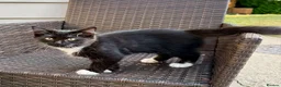 Mixed Breed cats for sale: Beautiful kittens are looking for their new family - Advert 8