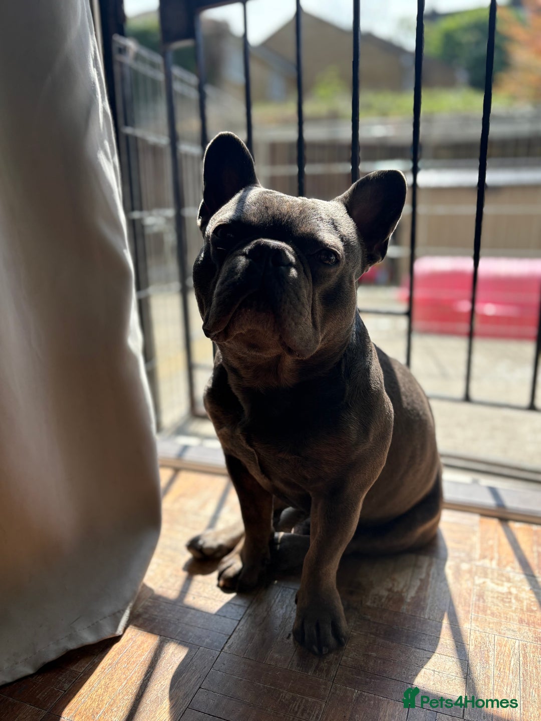 French Bulldog dogs for stud: Stunning French bulldog - Advert 3