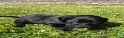Bocker dogs for sale: Beautiful Beagle x cocker spaniel puppies  - Advert 13