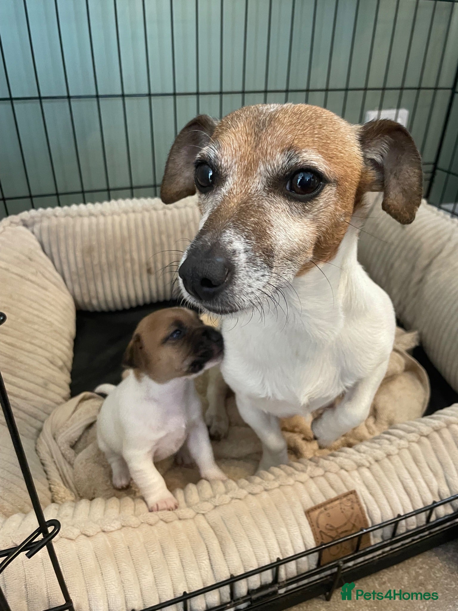 Jack Russell dogs Jack Russell Puppy  - Advert 1