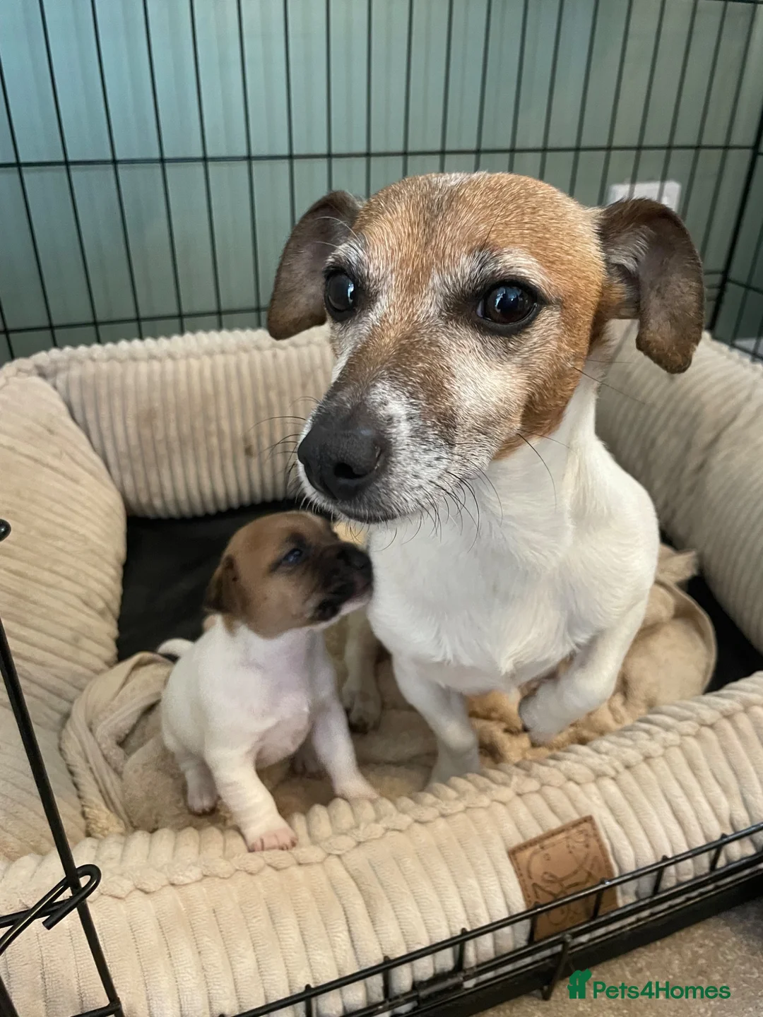 Jack Russell dogs for sale: Jack Russell Puppy  in Kirriemuir - Advert 1