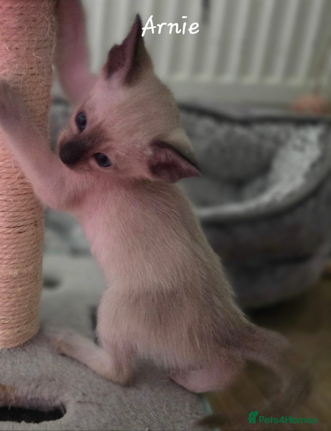 Oriental cats for sale: Beautiful GCCF registered Oriental kittens - Image 5