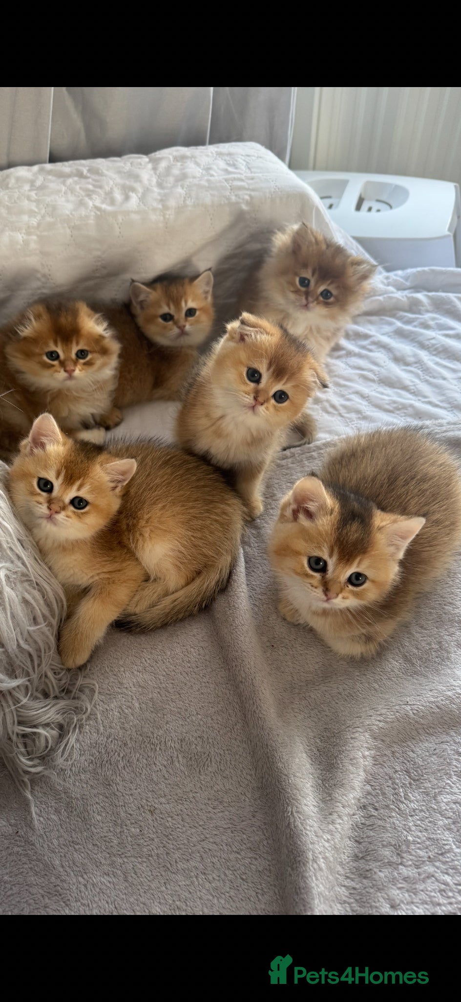 Scottish Fold cats for sale: Scottish pedigree golden kittens - Advert 7