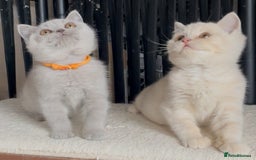 British Shorthair cats for sale: Beautiful BSH kittens  - Image 7