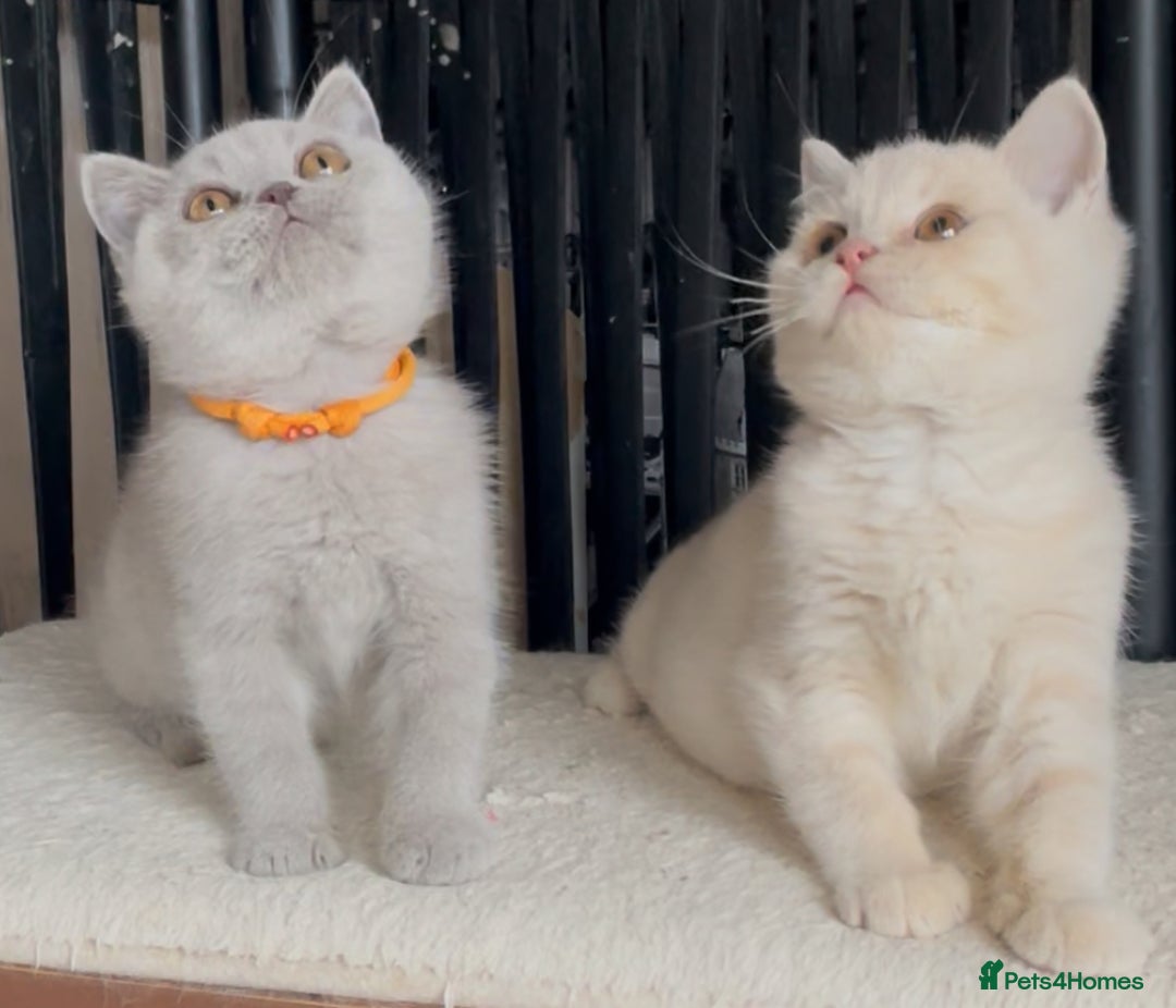 British Shorthair cats for sale: Beautiful BSH kittens  - Image 7