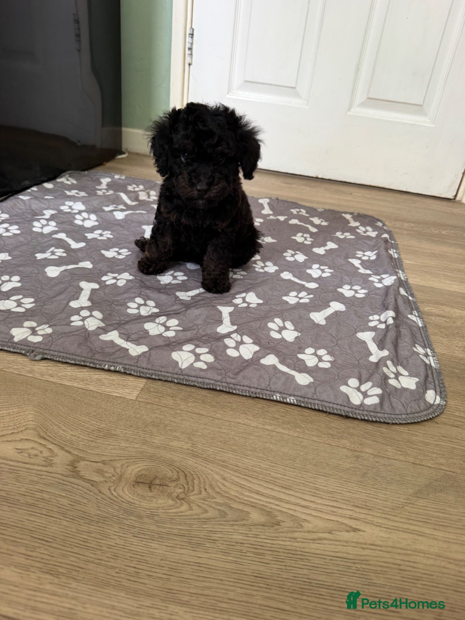 Cavapoo dogs  black f1b cavapoos Ready now ✨ - Advert 2