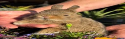 Netherland Dwarf rabbits for sale: Netherland dwarf bunny rabbits - Advert 11