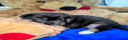 Shepsky dogs for sale: The new generation has arrived 🙌  - Advert 9