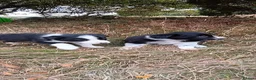 Border Collie dogs for sale: Two Little Boys - Border Collie Puppies - Advert 3