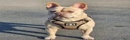 French Bulldog dogs for sale: 💥Stunning French Bulldog Puppies💥 - Advert 14