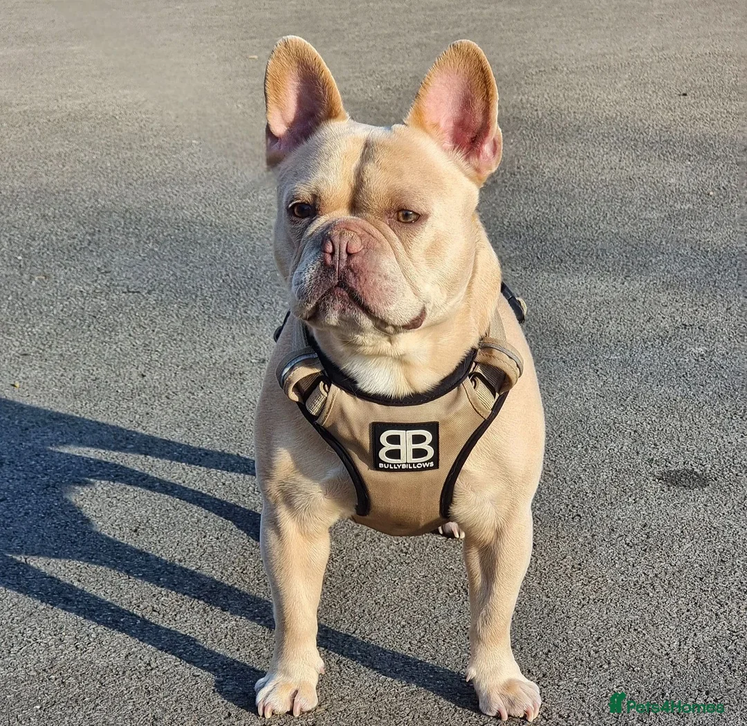 French Bulldog dogs for sale: 💥Stunning French Bulldog Puppies💥 - Advert 14