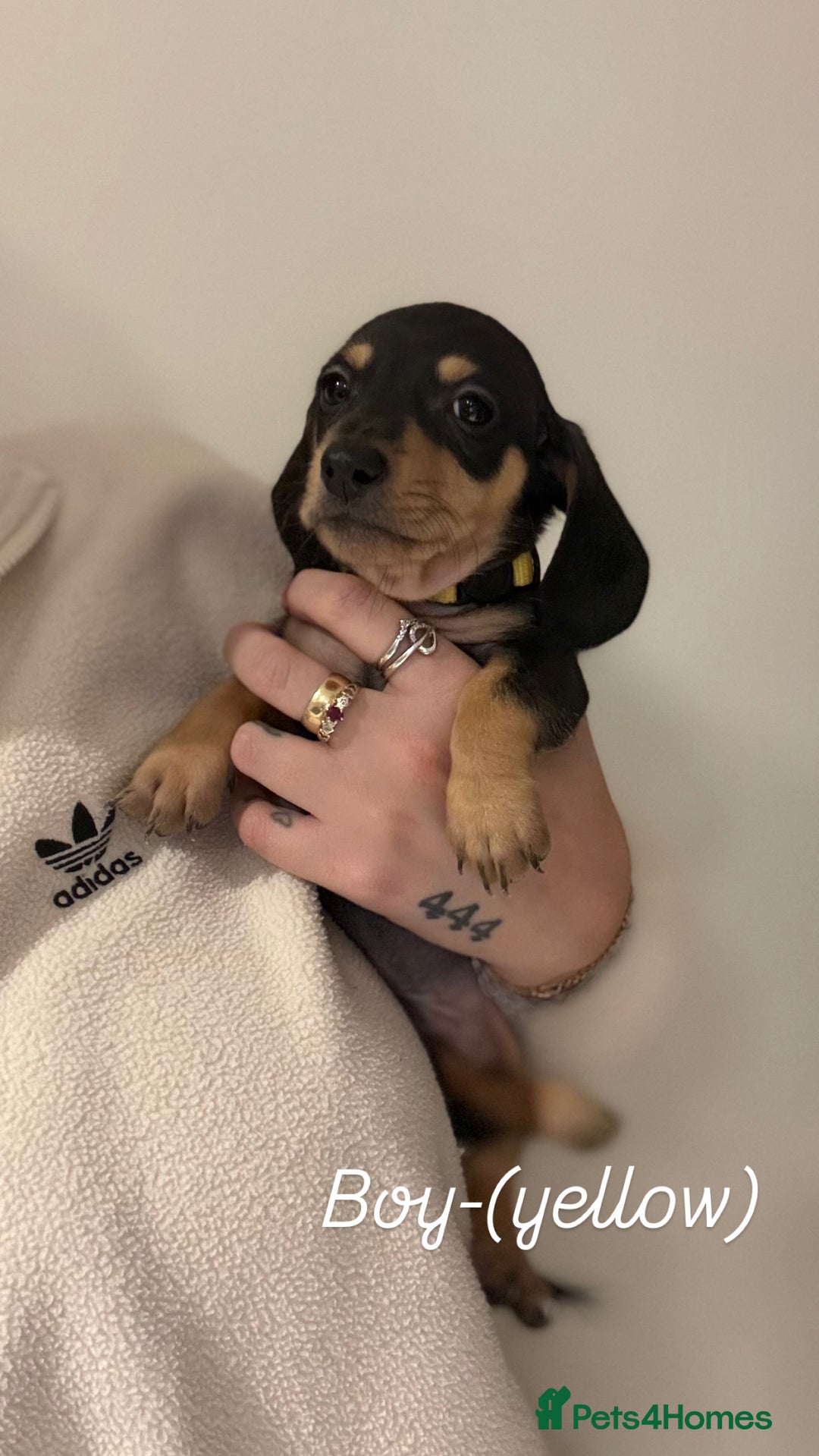 Miniature Dachshund dogs for sale: Miniature dachshunds  - Advert 13