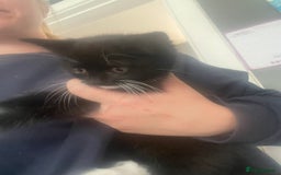 Mixed Breed cats for sale: 2 stunning little kittens for sale - Image 9