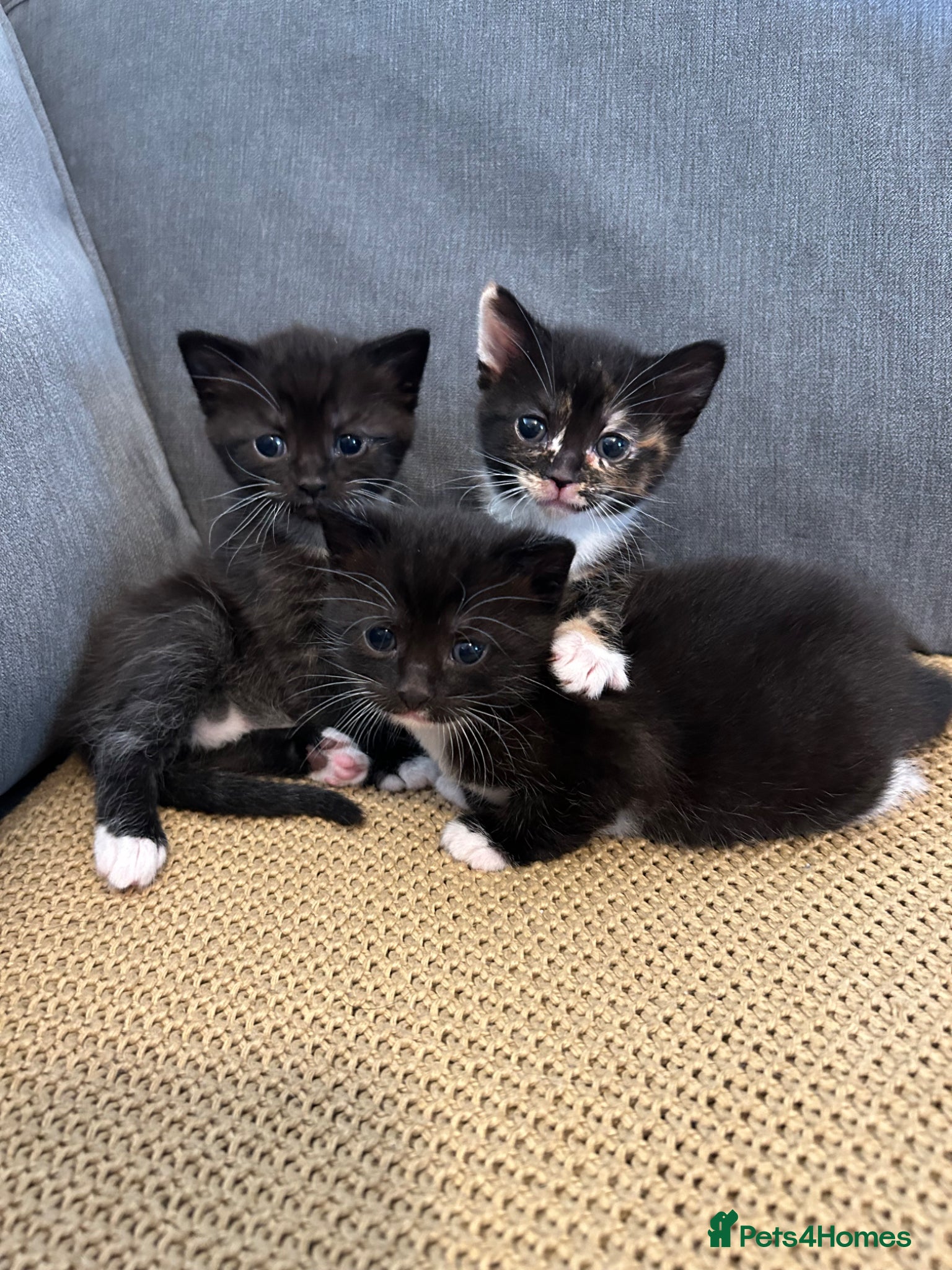 Mixed Breed cats Stunning Baby’s for sale  - Advert 13