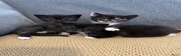 Mixed Breed cats for sale: Stunning Baby’s for sale  - Advert 1