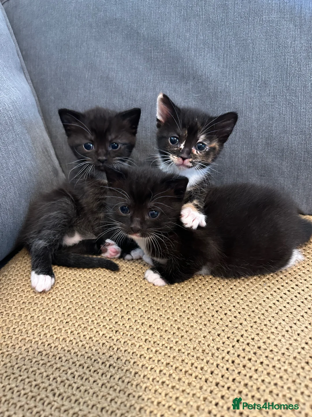 Mixed Breed cats for sale: Stunning Baby’s for sale  - Advert 1