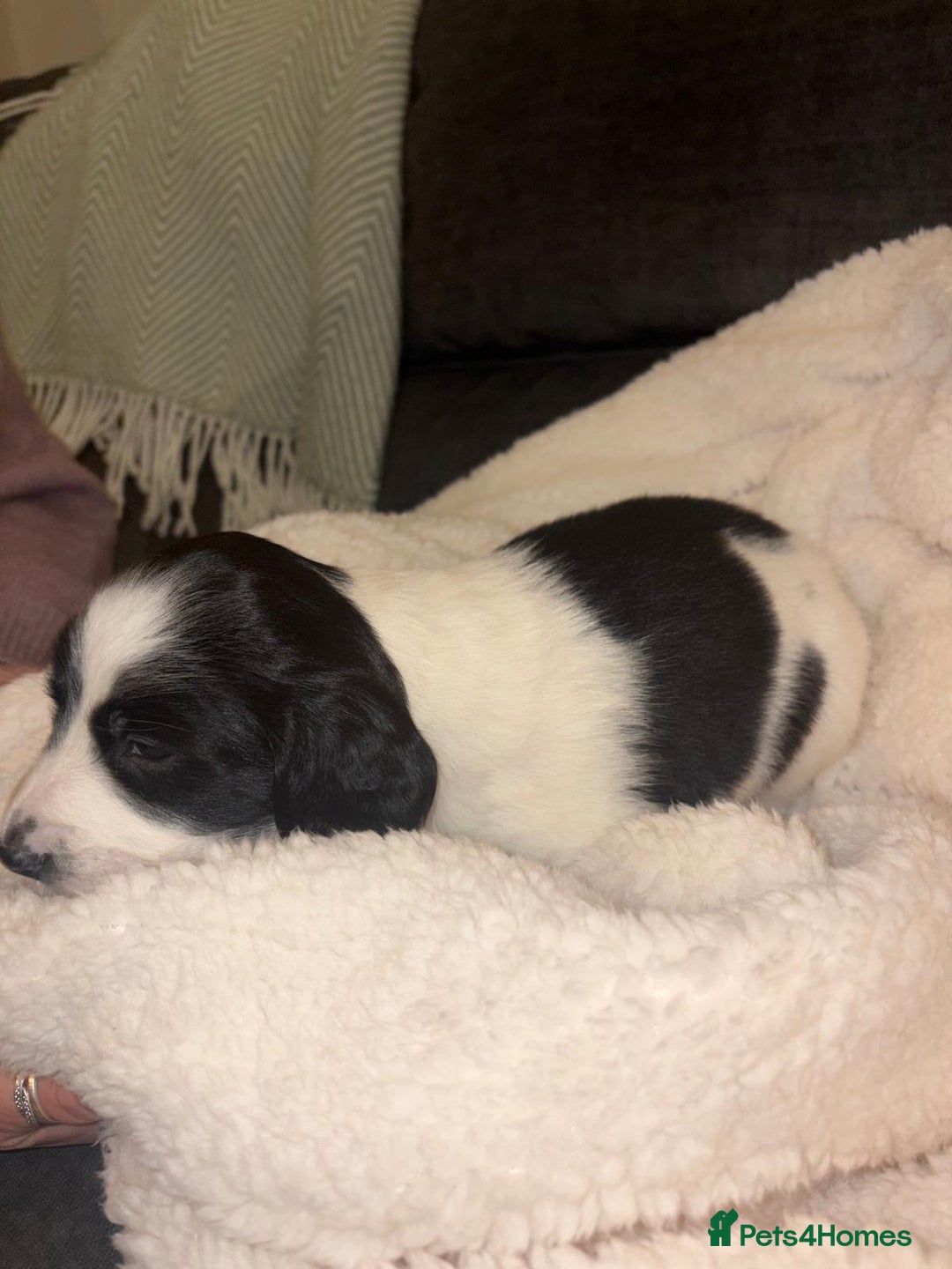 Sprollie dogs for sale: Sprollie  - Advert 12