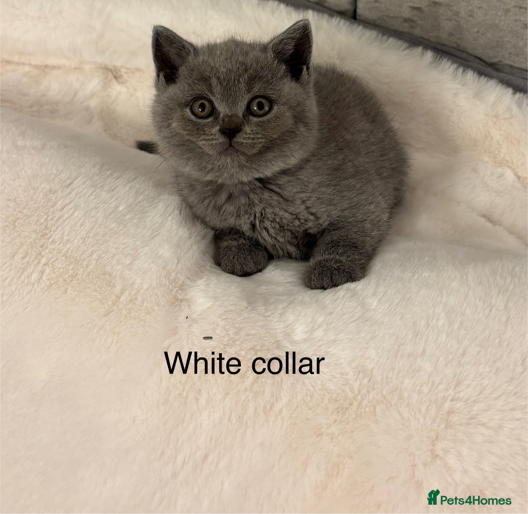 Brazilian Shorthair cats for sale: Chunky British Shorthair kittens  - Advert 2