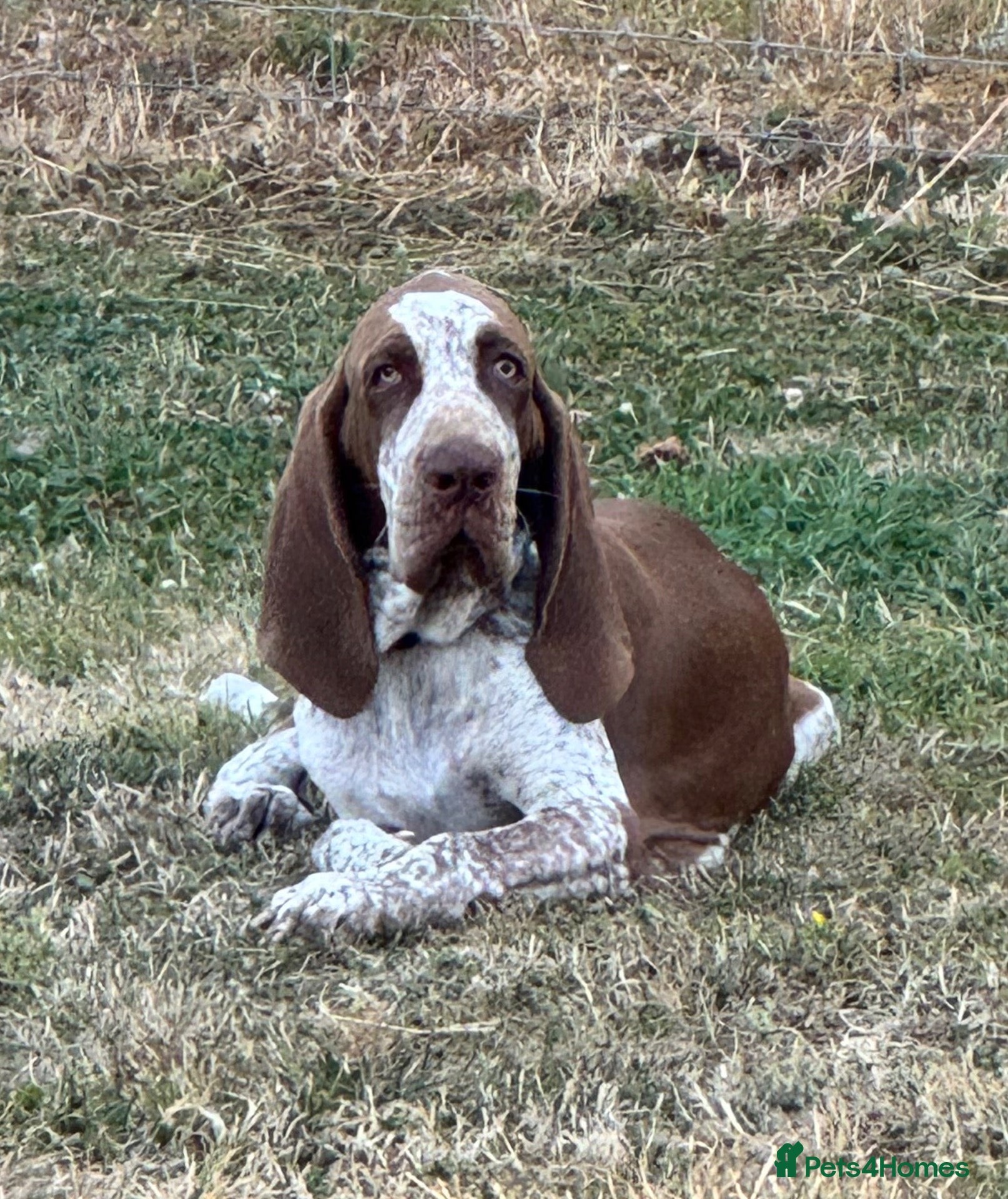 Bracco Italiano dogs Male Bracco Italiano  - Advert 1