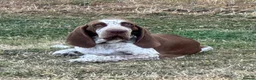 Bracco Italiano dogs for sale: Male Bracco Italiano  - Advert 1