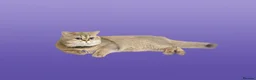British Shorthair cats for sale: Blue, Feline - Advert 12