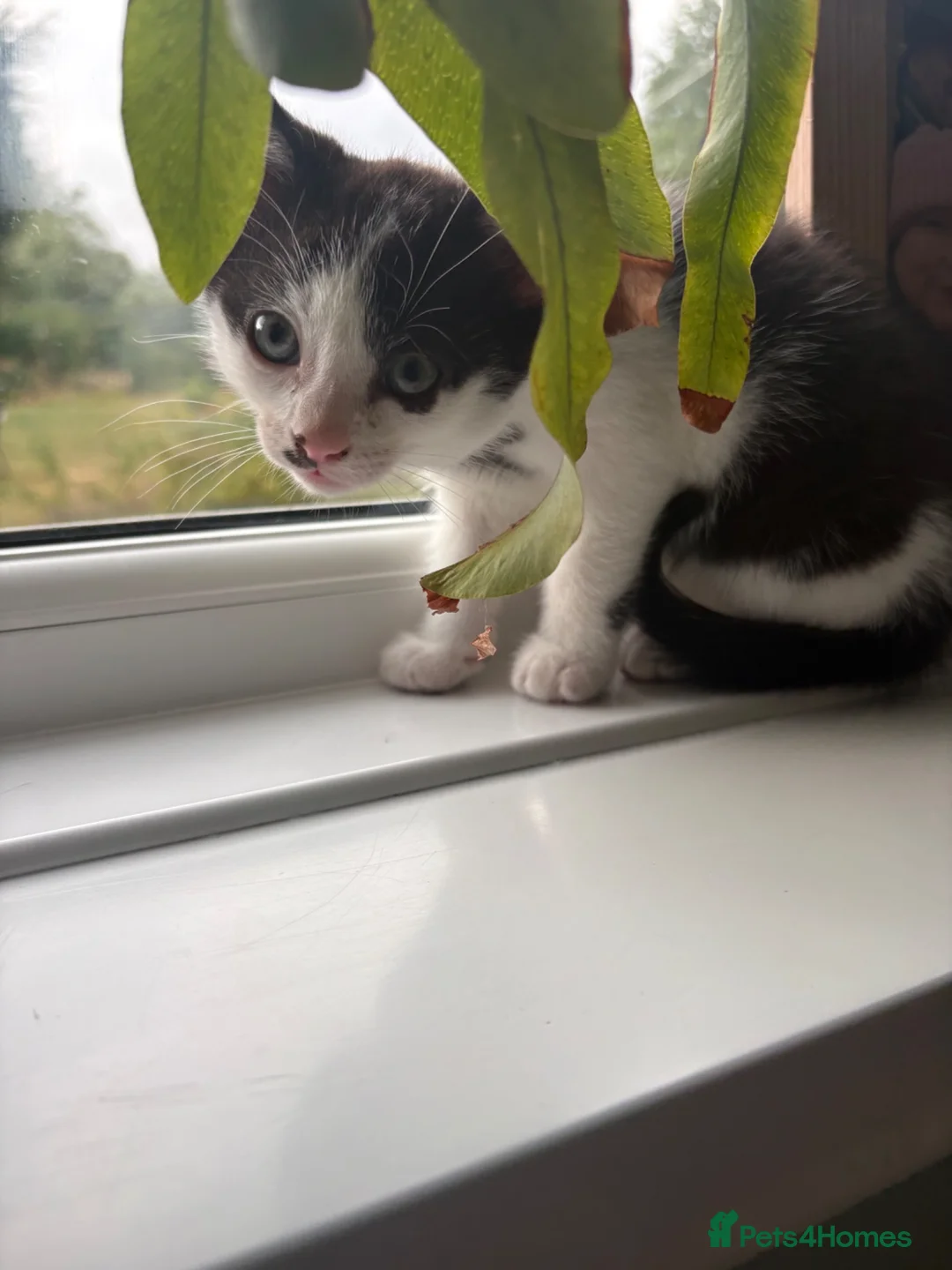 Mixed Breed cats for sale: 2 lovely boy kittens - Advert 1