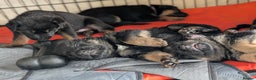 German Shepherd dogs for sale: Beautiful German Shepherd Puppy - Advert 14