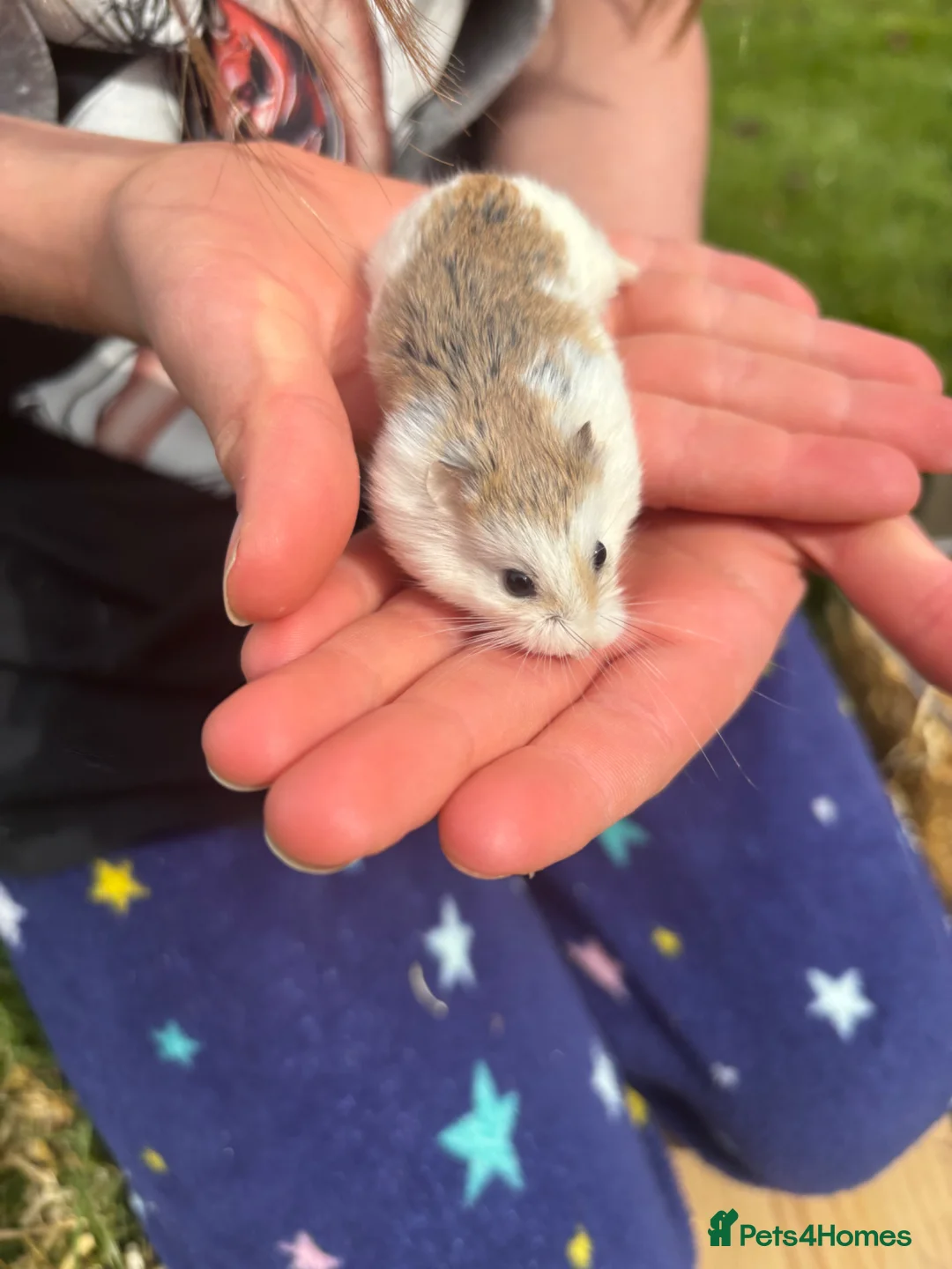 Hamster rodents for sale: Syrian Dwarf Hamster in Marlborough - Advert 1