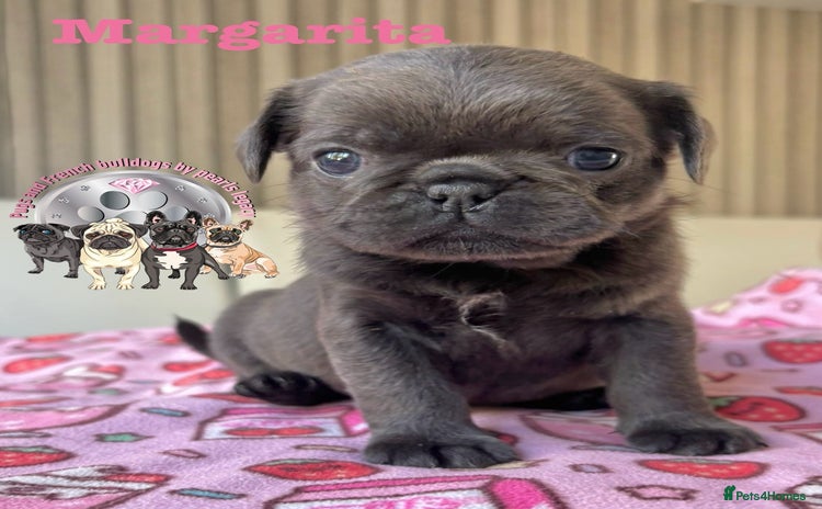 Pug dogs - Advert 1
