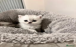 Persian cats for sale: 3 Pure bred male Persian kittens for sale  - Image 5