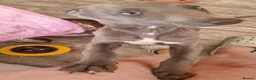 Whippet dogs for sale: Whippet puppies for sale - Advert 34