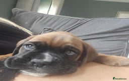 Boxer dogs for sale: KC PEDIGREE BOXER PUPPIES  - Image 39
