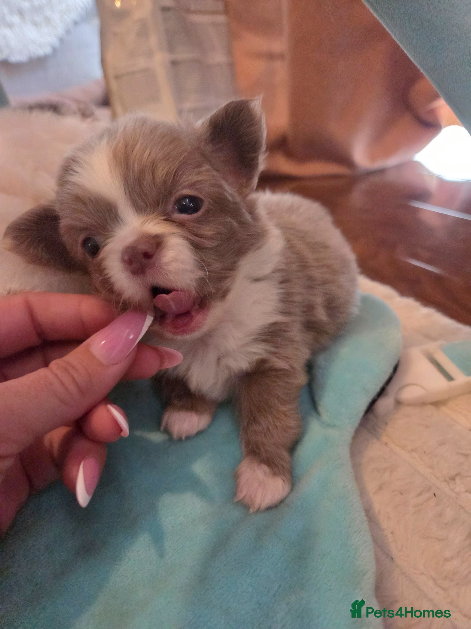 Chihuahua dogs Quality Chihuahua babies - Advert 2
