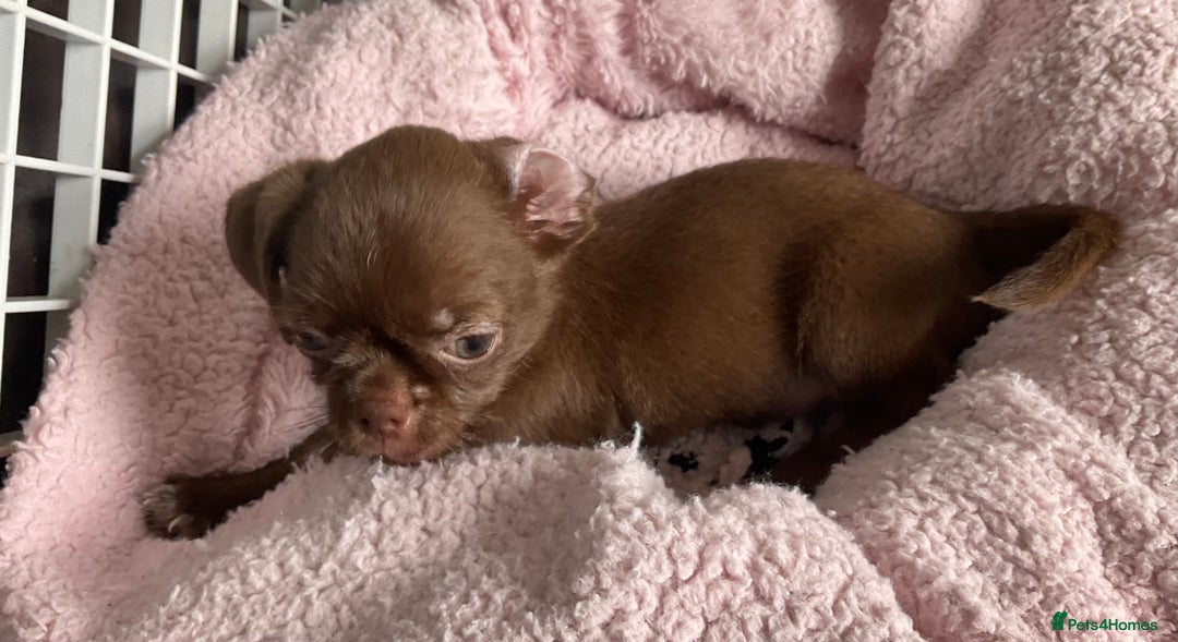 Mixed Breed dogs for sale: ADORABLE LITTER OF SHIH TZU/CHIHUAHUAS - Image 10