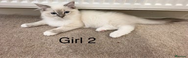 Ragdoll Kitten 4