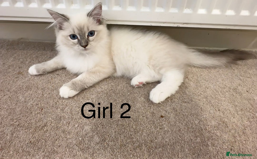 Ragdoll cats for sale: 4 Ragdoll kittens - Advert 2