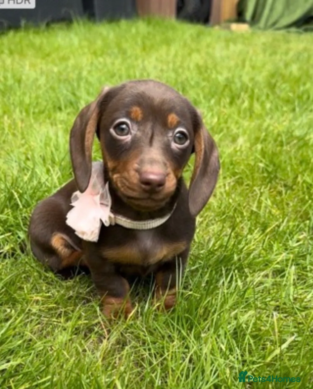 Dachshund dogs for sale: Looking for a loving forever home for our girl in Manchester - Advert 6