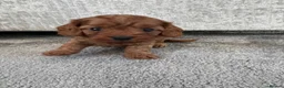 Cavalier King Charles Spaniel dogs for sale: Beautiful Cavalier King Charles Spaniel Puppies in Bristol - Advert 4