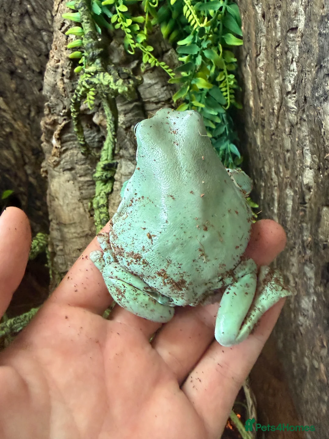 Frog reptiles for sale: Whites tree frog, female  - Advert 4